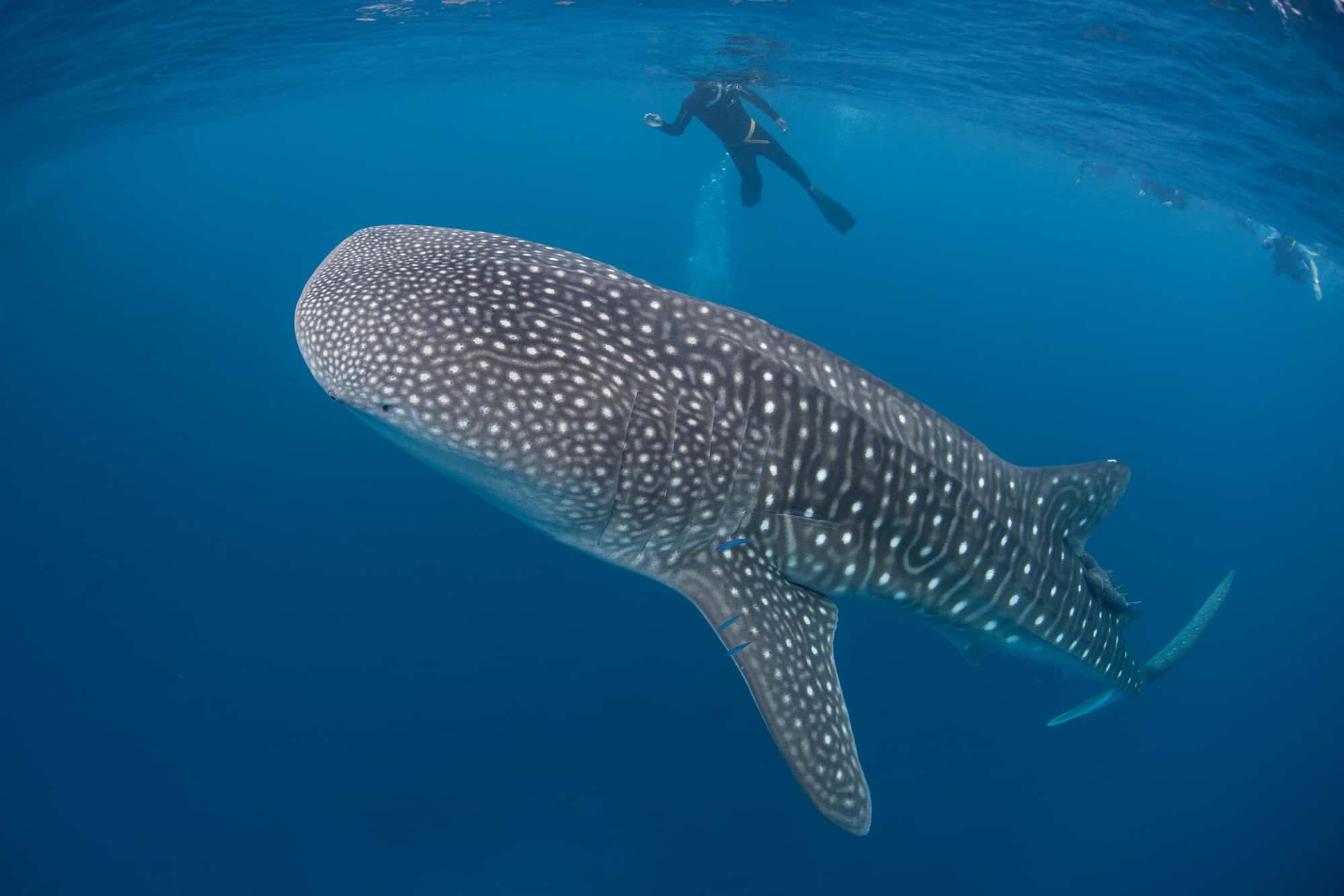 Diving in Dominican Republic